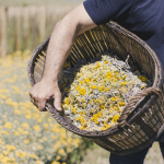 récolte fleurs d'immortelle
