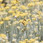 fleurs d'immortelle